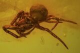 Two Fossil Spiders (Aranea) In Baltic Amber #45141-3